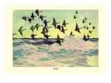 Buy Eiders at AllPosters.com