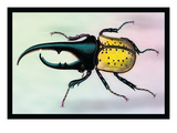 Horned Beetle