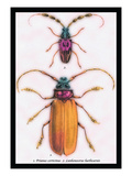 Beetles: Prianus Corticinus and Lanhonocerus Harbicarnis