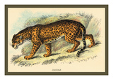 Jaguar