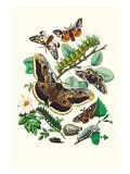 Moths: E. Versicolora, S. Pyri, S. Carpini