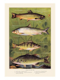 Freshwater Fish