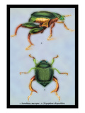 Beetles: Scarabaeus Macropus and Chrysophora Chrysochlora