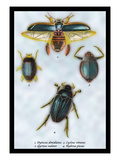 Beetles: Dytiscus Dimidiatus, Gyrinus Nalator