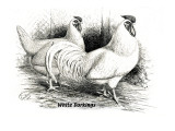 White Dorkings