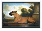 Recumbent Great Dane