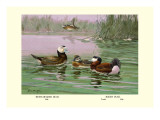 White-Headed and Ruddy Ducks