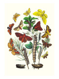 Moths: G. Quercifolia, L. Potatoria