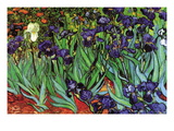 Buy Irises at AllPosters.com