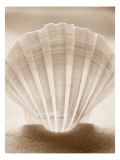 Luminescent Irish Deep Seashell