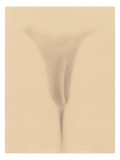 Buy Lily at AllPosters.com