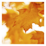 Autumn Leaves in Soft Sunshine II