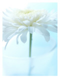White Anemone Dahlia II