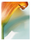 Buy Dark Orange Lily Profile at AllPosters.com