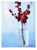 Winterberry Holly