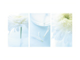 White Mums Triptych