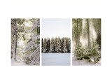 Buy Winter Forest Triptych at AllPosters.com