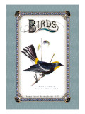 Warbler Illustration