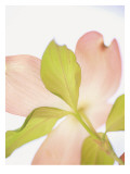 Buy Pink Dogwood Flowers I at AllPosters.com