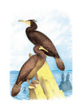 Townsend's Cormorant