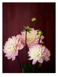 Buy Pink Dahlias I at AllPosters.com