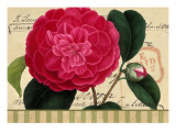 Buy Pink Flower on French Postcard at AllPosters.com