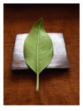 Green Leaf on Metallic Square