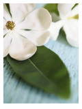 Buy Open Magnolia Flower at AllPosters.com