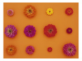 Pinks and Reds on Taffy Orange, Zinnia Family