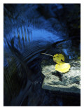 Buy Moment of Stillness in Wild Current at AllPosters.com