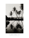 Coconut Palms, Pearl Harbor, Hawaii, 1927