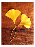 Buy Yellow Ginkgo Leaves at AllPosters.com