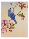 Blue Bird on Cherry Blossom Branch