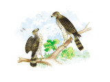 Sharp Skinned Hawk with Broad Wing Hawk