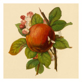 Buy Apple and Bees at AllPosters.com