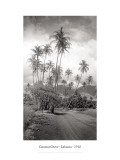 Buy Coconut Grove, Lahaina, 1910 at AllPosters.com