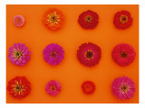 Pinks and Reds on Sunset Orange, Zinnia Family