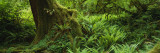 Ferns and Vines, Hoh Rainforest, Olympic National Forest, Washington State, USA