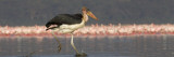 Marabou Stork Walking in Water