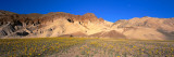 Wild Flowers Grown in the Valley, Death Valley National Park, Nevada, California, USA