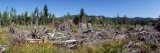 Timber Cut Down in a Forest, Olympic National Forest, Washington State, USA