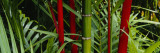 Bamboo Trees, Hawaii, USA