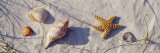 Starfish and Seashells on the Beach, Dauphin Island, Alabama, USA