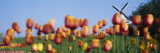 Tulip Flowers with a Windmill in the Background, Holland, Michigan, USA