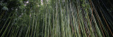 Dense Bamboo Forest, Hawaii, USA