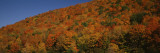 Trees in a Valley, Hope Valley, Adirondack, New York, USA