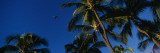 Palm Trees, Oahu, Hawaii, USA