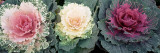 Buy Cabbage Flowers, North Carolina, USA at AllPosters.com