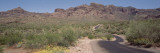 Cactus along a Road, Dreamy Draw Park, Arizona, USA