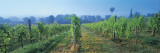 Vineyard and Hot Air Balloon, Sussex, Great Britain, Uk